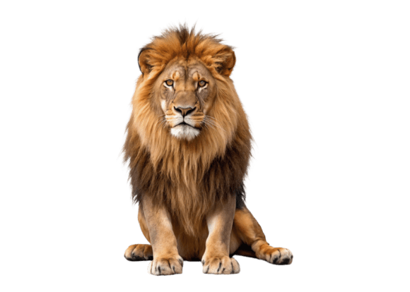 A Lion with a Mane 3D Animated Cartoon: A Versatile Design Asset for Modern Creators