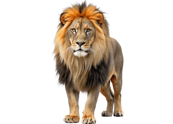 Lion 3D Rendering PNG – High-Quality Transparent Graphics for Creative and Commercial Use